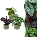 3x Baby Jungle Mix - Various colours - Tropical - incl. Linnea Olive - Ø6cm - ↕10-15cm