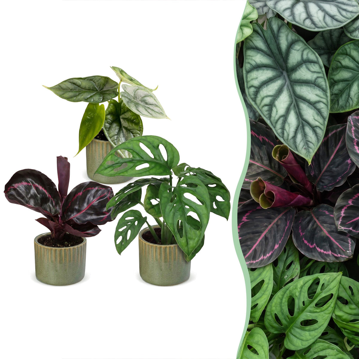 3x Baby Jungle Mix - Various colours - Tropical - incl. Linnea Olive - Ø6cm - ↕10-15cm
