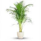 Green boutiQ - Plante d'intérieur - Palmier doré - Dypsis Lutescens Areca - Vert - Peu d'entretien - 1 plante - avec pot blanc - Pot 21cm - Hauteur 90 - 100cm
