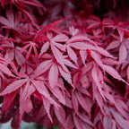 Green boutiQ - Plante de terrasse - Érable du Japon - Acer palmatum Skeetsers Broom - Violet - 1 plante - Caduc - Pot 19 cm Hauteur 70 cm