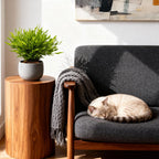 Green boutiQ - Plante d'intérieur - Bamusa Pogonatherum Monica - Bambou d'intérieur - Plante adaptée aux animaux de compagnie - Vert - 1 plante - Pot 12 cm - Hauteur 20 cm