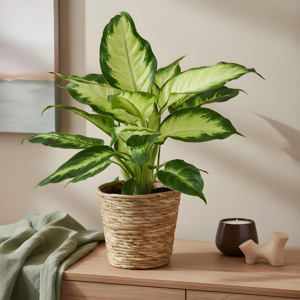 Green BoutiQ - Green is... Plantes d'intérieur - Dieffenbachia Camilla - Dieffenbachia - Peu d'entretien - Vert - 2 Plantes - Pot 17cm - Hauteur 45-50cm