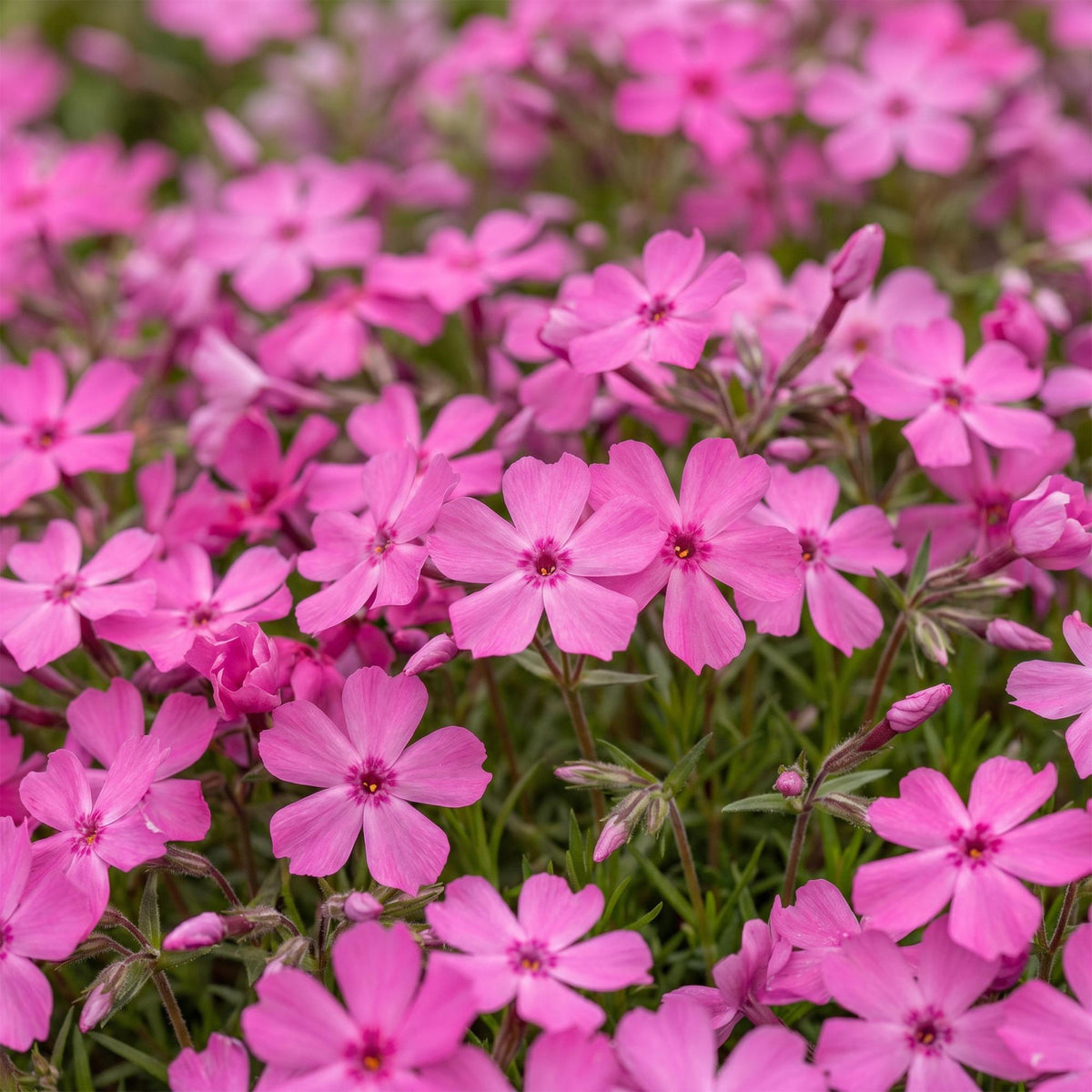 Green boutiQ - Stauden - Phlox MacDaniel's Cushion - Flammenblume - Bodendeckend - Dunkelrosa - 3 Pflanzen - Topf 11 cm - Höhe 15-25 cm