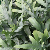 Green boutiQ - Kamerplant - Phlebodium aureum Blue Star - Blauwe Varen - Huisdiervriendelijke Plant - Blauw - 2 Planten - met Potter Grijs - Pot 12cm - Hoogte 25cm