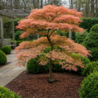 Green boutiQ - Plante de terrasse - Érable du Japon - Acer palmatum Iyoshi - Rose - 2 plantes - Caduc - Pot 19cm Hauteur 70cm