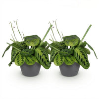Green boutiQ - Kamerplant - Maranta Fascinator Lemon Lime - Gebedsplant - Huisdiervriendelijke Plant - Groen - 2 Planten - met Potter Grijs - Pot 12cm - Hoogte 25cm