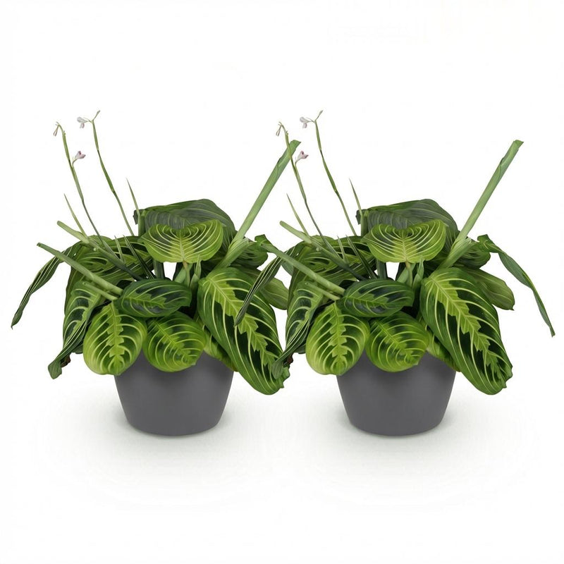 Green boutiQ - Kamerplant - Maranta Fascinator Lemon Lime - Gebedsplant - Huisdiervriendelijke Plant - Groen - 2 Planten - met Potter Grijs - Pot 12cm - Hoogte 25cm
