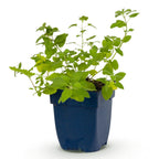 Green boutiQ - Plante vivace - Nepeta faassenii - Herbe aux chats - Attire les abeilles et les papillons - Violet - 1 Plante - Pot 11cm - Hauteur 15-25cm