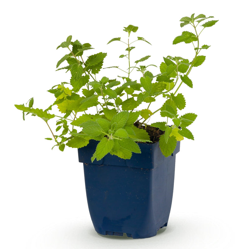 Green boutiQ - Perennial - Nepeta faassenii - Catnip - Bee and butterfly attractors - Purple - 1 Plants - Pot 11cm - Height 15-25cm