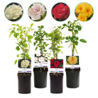 Green boutiQ - Rosier grimpant - Rosa Rainbow - Fleurs roses blanches jaunes rouges - Peu d'entretien - 4 plantes - Pot 11cm Hauteur 40cm