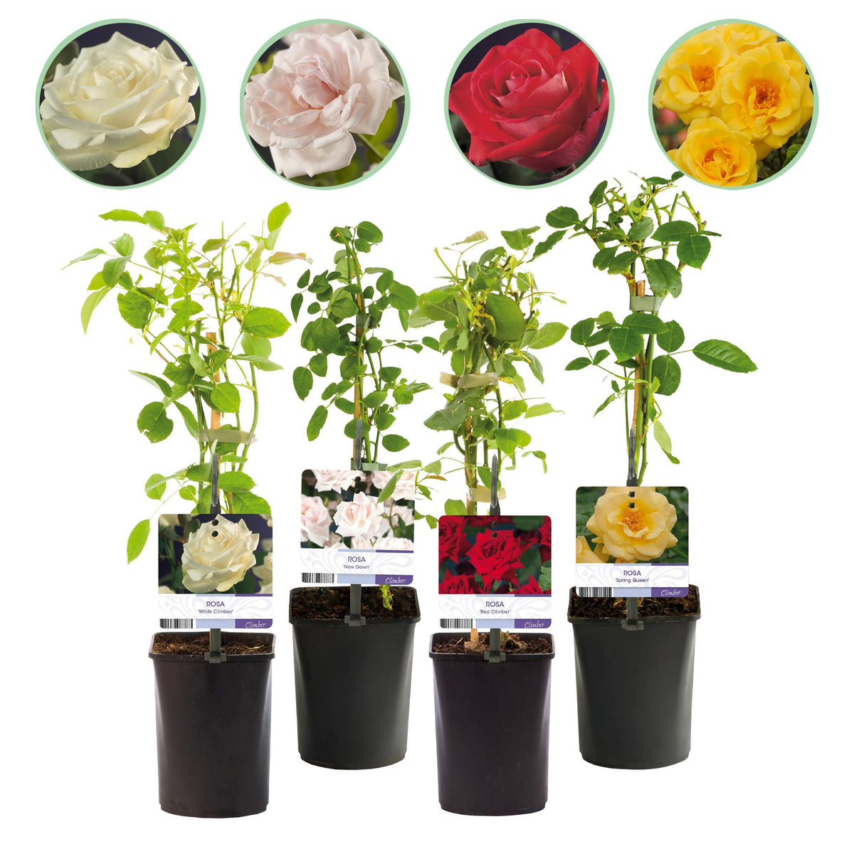 Green boutiQ - Rosier grimpant - Rosa Rainbow - Fleurs roses blanches jaunes rouges - Peu d'entretien - 4 plantes - Pot 11cm Hauteur 40cm