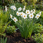 20x Narcissus Recurvus - Narcisse à fleurs blanches - Blanc - Floraison printanière - Calibre 12/14