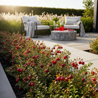 Green boutiQ - Plants fruitiers - Myrtille - Vaccinium macrophylla Early Black - Rustique - 6 plantes - Pot 9 cm - Baie rouge foncé