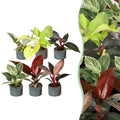 6x Baby Philodendron Family - White - Pink - Yellow - Green - Red - Tropical - incl. Linnea Misty Blue - Ø6cm - ↕10-15cm