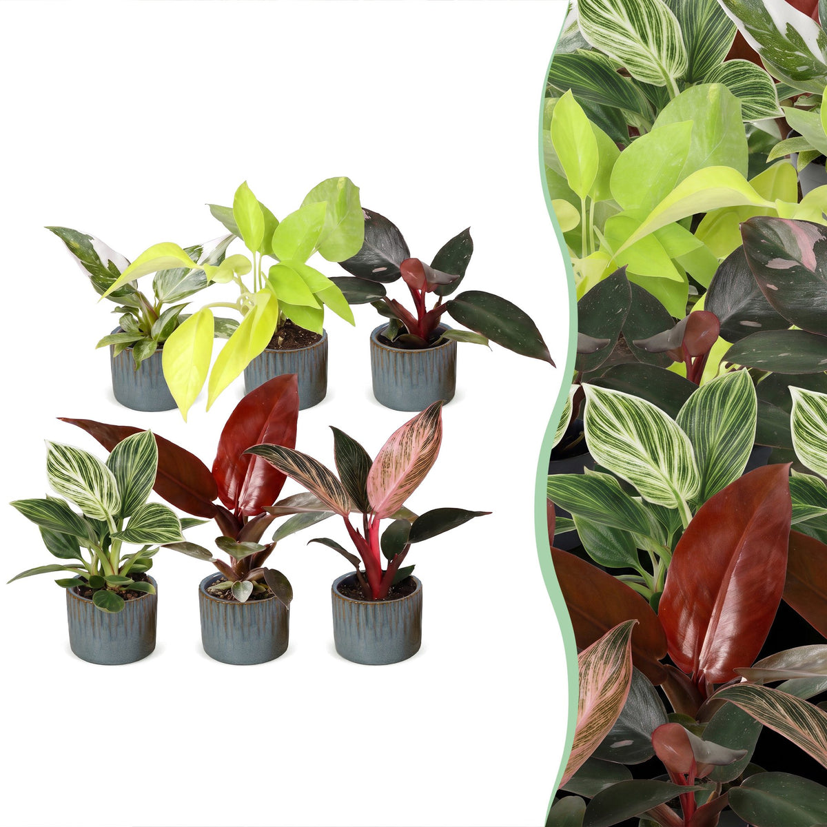 6x Baby Philodendron Family - White - Pink - Yellow - Green - Red - Tropical - incl. Linnea Misty Blue - Ø6cm - ↕10-15cm