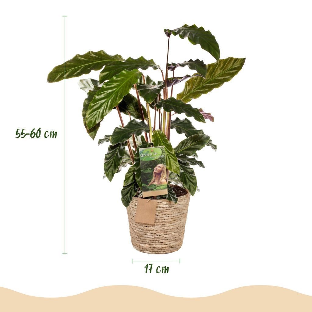 Green BoutiQ - Green is... Plantes d'intérieur - Calathea Rufibarba - Plante paon - Peu d'entretien - avec panier - Vert - 2 Plantes - Pot 17cm - Hauteur 55-60cm