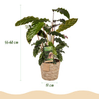 Green BoutiQ - Green is... Kamerplanten - Calathea Rufibarba - Pauwen plant - Weinig onderhoud - met mand - Groen - 2 Planten - Pot 17cm - Hoogte 55-60cm