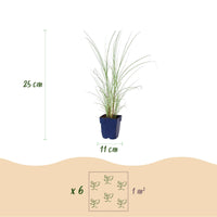 Green boutiQ - Grassen - Miscanthus sin. Morning Light - Pampusgras - Met Pluim - Zilver - 24 Planten - Pot 11cm - Hoogte 15-25cm