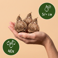 Green boutiQ - Bloembollen - Freesia Double Mix - Diversen Kleuren - 40 stuks - Bolmaat 5/6 - XXL Pack - foto 3
