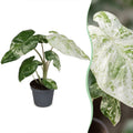 Alocasia Odora Variegata - Variegated Night-Scented Lily - Green - Variegata - Tropical - Ø6cm - ↕15cm