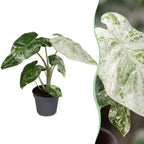 Alocasia Odora Variegata - Variegated Night-Scented Lily - Green - Variegata - Tropical - Ø6cm - ↕15cm