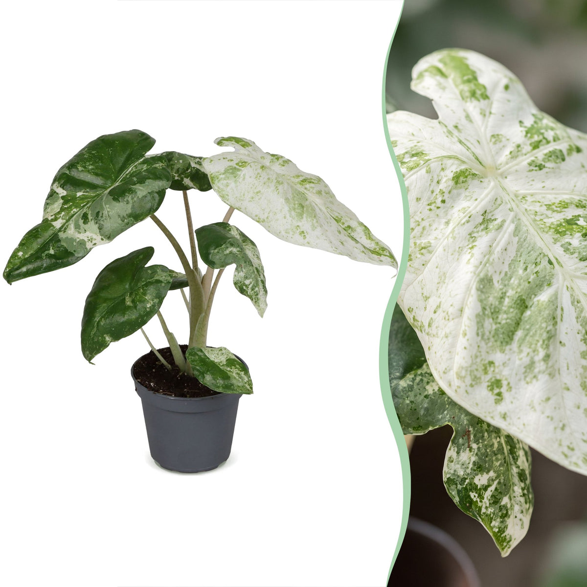 Alocasia Odora Variegata - Variegated Night-Scented Lily - Green - Variegata - Tropical - Ø6cm - ↕15cm