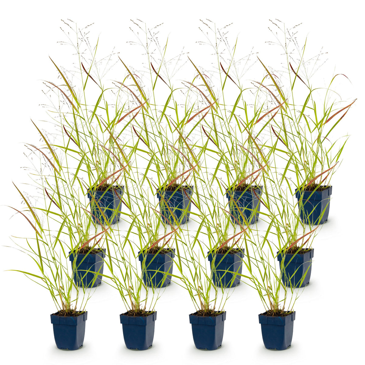 Green boutiQ - Grasses - Panicum virg. Heavy Metal - Prairie Grass - With Plume - Blue - 12 Plants - Pot 11cm - Height 15-25cm