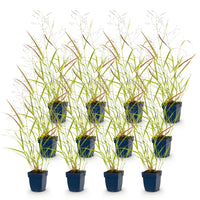 Green boutiQ - Grasses - Panicum virg. Heavy Metal - Prairie Grass - With Plume - Blue - 12 Plants - Pot 11cm - Height 15-25cm