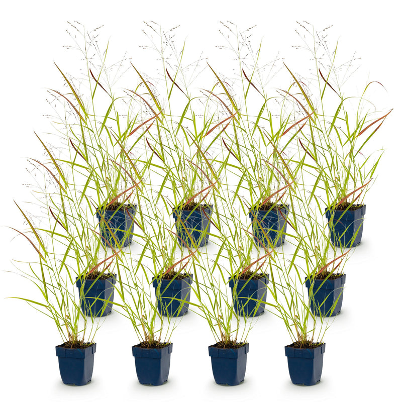 Green boutiQ - Grasses - Panicum virg. Heavy Metal - Prairie Grass - With Plume - Blue - 12 Plants - Pot 11cm - Height 15-25cm