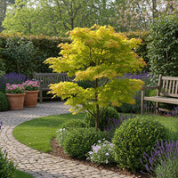 Green boutiQ - Terrasplant - Japanse Esdoorn - Acer palmatum Jordan - Geel - 1 Plant - Bladverliezend - Pot 19cm Hoogte 70cm