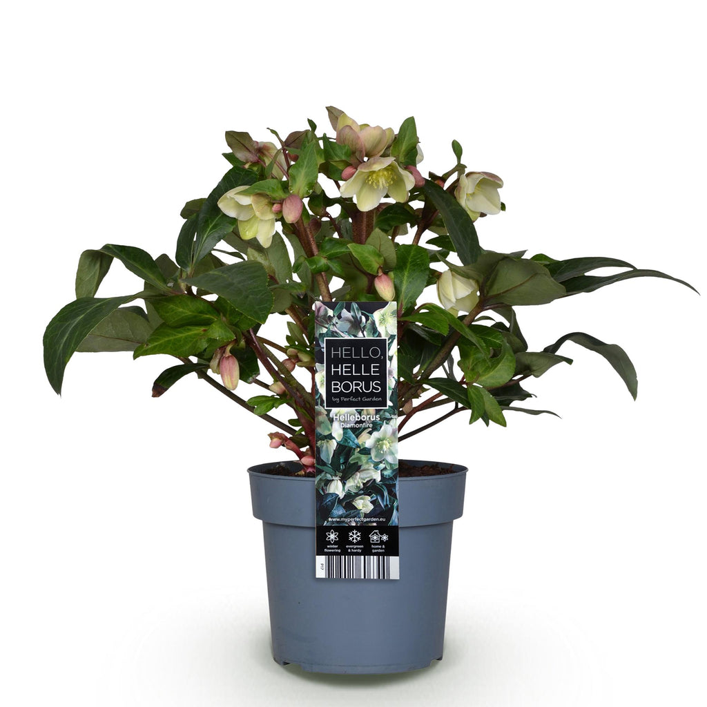 Green boutiQ - Plante de jardin - Rose de Carême - Hellébore Diamfire - Fleur verte - Persistante - Pot 19cm Hauteur 40cm