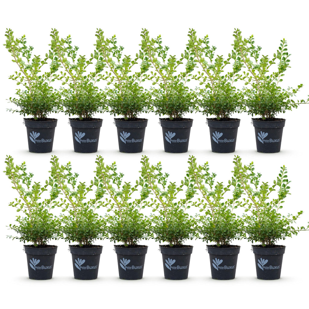 Green boutiQ - Haie de buis - BetterBuxus Babylon Beauty - Résistant au dépérissement du buis - 12 plantes - 2 mètres linéaires - pot 13 cm hauteur 30-35