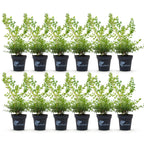 Green boutiQ - Haie de buis - BetterBuxus Babylon Beauty - Résistant au dépérissement du buis - 12 plantes - 2 mètres linéaires - pot 13 cm hauteur 30-35