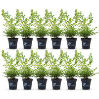 Green boutiQ - Buxus Haag - BetterBuxus Babylon Beauty - Resistant tegen de Buxus schimmel - 12 planten - 2 strekkende meter - pot 13cm hoogte 30-35