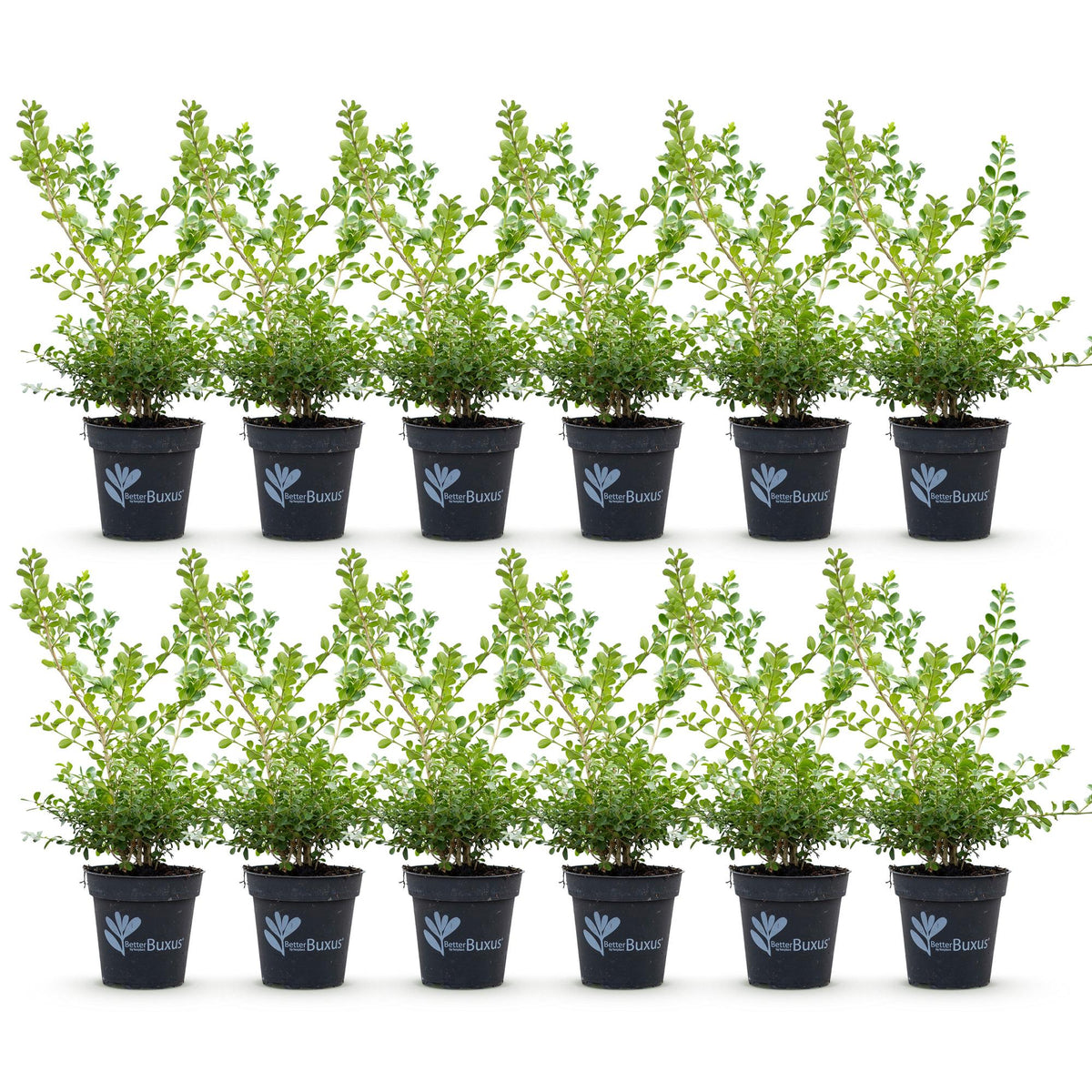 Green boutiQ - Haie de buis - BetterBuxus Babylon Beauty - Résistant au dépérissement du buis - 12 plantes - 2 mètres linéaires - pot 13 cm hauteur 30-35