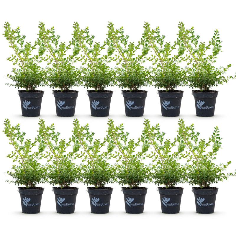 Green boutiQ - Buxus Haag - BetterBuxus Babylon Beauty - Resistant tegen de Buxus schimmel - 12 planten - 2 strekkende meter - pot 13cm hoogte 30-35