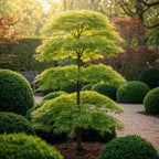 Green boutiQ - Plante de jardin - Acer palmatum Emerald Lace - Vert - 3 plantes - Caduc - Peu d'entretien - Pot 12 cm Hauteur 35 cm