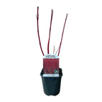 Green boutiQ - Arbuste - Cornus sibirica - Branches rouges - 1 plante - Caduc - Peu d'entretien - Pot 17cm Hauteur 45cm