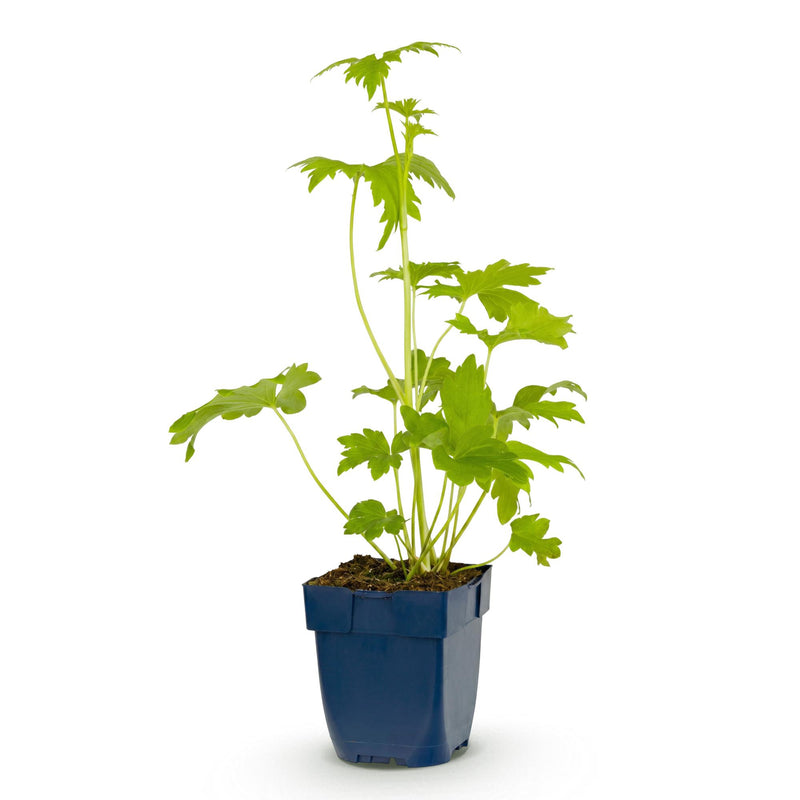 Green boutiQ - Vasteplant - Delphinium (P) Blue Bird - Ridderspoor - Bijen en Vlinderlokkers - Blauw - 1 Plant - Pot 11cm - Hoogte 15-25cm