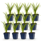 Green boutiQ - Stauden - Hemerocallis Autumn Red - Taglilie - Bienen- und Schmetterlingsmagnet - Rot - 12 Pflanzen - Topf 11cm - Höhe 15-25cm