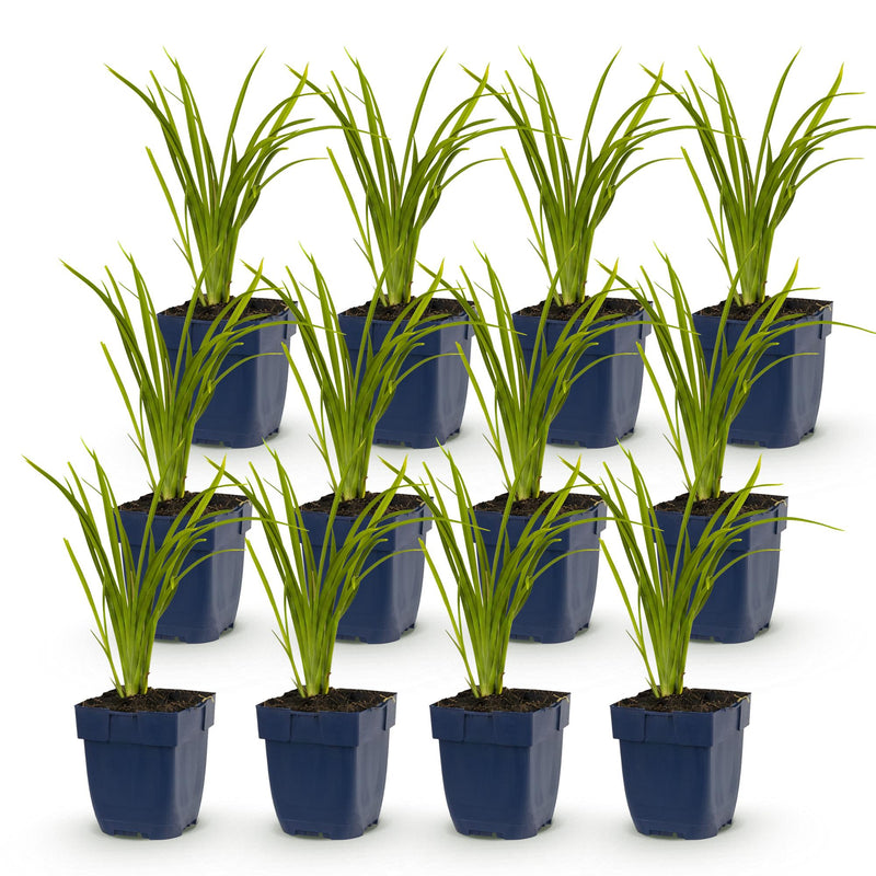 Green boutiQ - Vasteplant - Hemerocallis Autumn Red - Daglelie - Bijen en Vlinderlokkers - Rood - 12 Planten - Pot 11cm - Hoogte 15-25cm