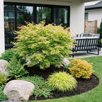 Green boutiQ - Plante de jardin - Acer palmatum Methamorphosa - Érable du Japon - Caduc - Vert - Orange - 1 - Pot 26cm - Hauteur 90cm