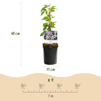 Green boutiQ - Klimplant - Clematis Justa - Bloem Licht Blauw - Weinig onderhoud -2 planten -  Pot 11cm Hoogte 40cm