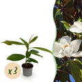 Green boutiQ - Plante de jardin - Magnolia grandiflora - Fleur blanche - 3 plantes - Persistant - Peu d'entretien - Pot 12 cm Hauteur 30 cm