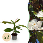 Green boutiQ - Plante de jardin - Magnolia grandiflora - Fleur blanche - 3 plantes - Persistant - Peu d'entretien - Pot 12 cm Hauteur 30 cm
