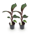 Green boutiQ - Plant fruitier - Bananier - Ensete ventricosum Maurelli - Rustique - 2 plantes - Pot 17 cm Hauteur 40 cm