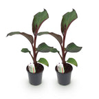 Green boutiQ - Plant fruitier - Bananier - Ensete ventricosum Maurelli - Rustique - 2 plantes - Pot 17 cm Hauteur 40 cm