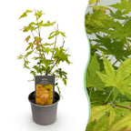 Green boutiQ - Gartenpflanze - Acer palmatum Orange Dream - Orange - 1 Pflanze - Laubabwerfend - Pflegeleicht - Topf 12cm Höhe 35cm