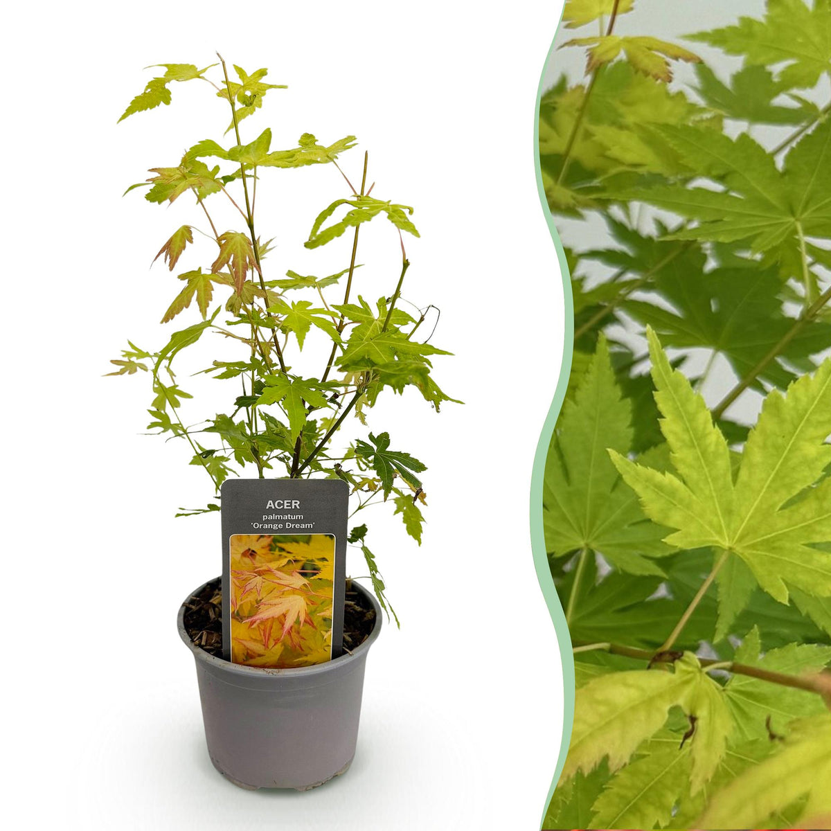Green boutiQ - Plante de jardin - Acer palmatum Orange Dream - Orange - 1 Plante - Caduc - Entretien facile - Pot 12 cm Hauteur 35 cm