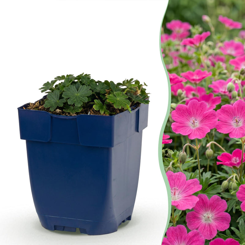 Green boutiQ - Vasteplant - Geranium sang. Max Frei - Ooievaarsbek - Bodembedekkend - Roze - 1 Plant - Pot 11cm - Hoogte 15-25cm
